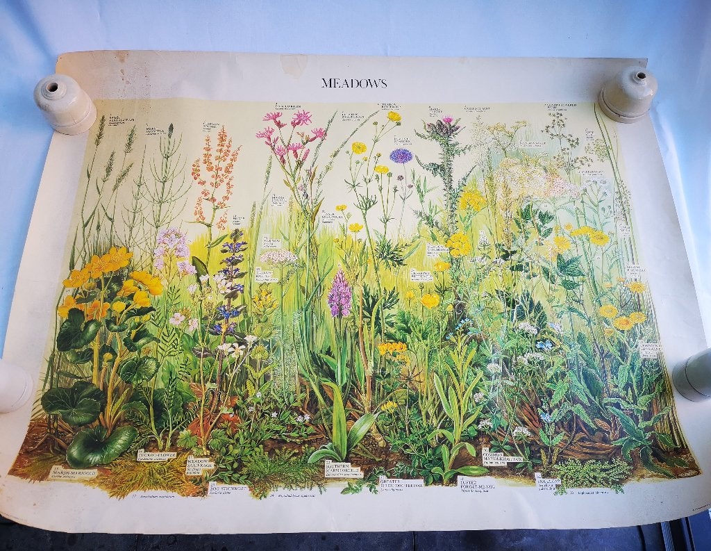 Vintage Schoolplaat Poster Meadows 1976 Barbara Nicholson, Ophalen of Verzenden, Natuur en Biologie