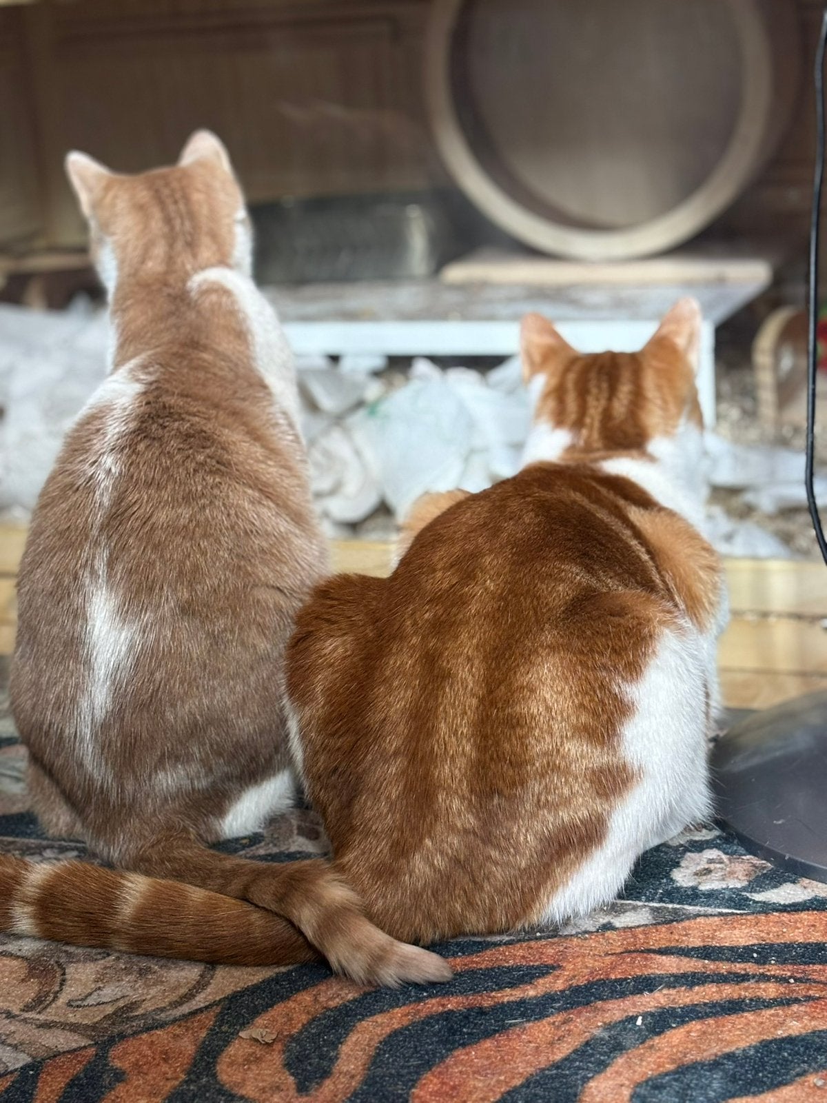 Kater Bobbie zoekt zijn forever home, Kater, Kortharig, 3 tot 5 jaar