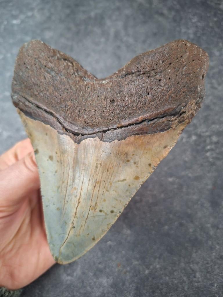 MEGALODON TAND USA	260	gr	12.5x10x2.4cm, Ophalen of Verzenden, Fossiel