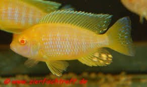 Aulonocara Maleri Gold (ca 5/7 cm) - Cichliden - Koidreams, Dieren en Toebehoren, Vis, Zoetwatervis