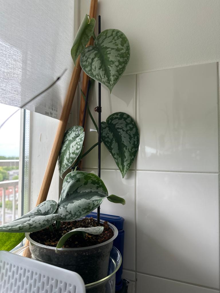 Scindapsus Pictus 'Exotica' - Zilverrank, 100 tot 150 cm, Overige soorten, In pot, Groene kamerplant