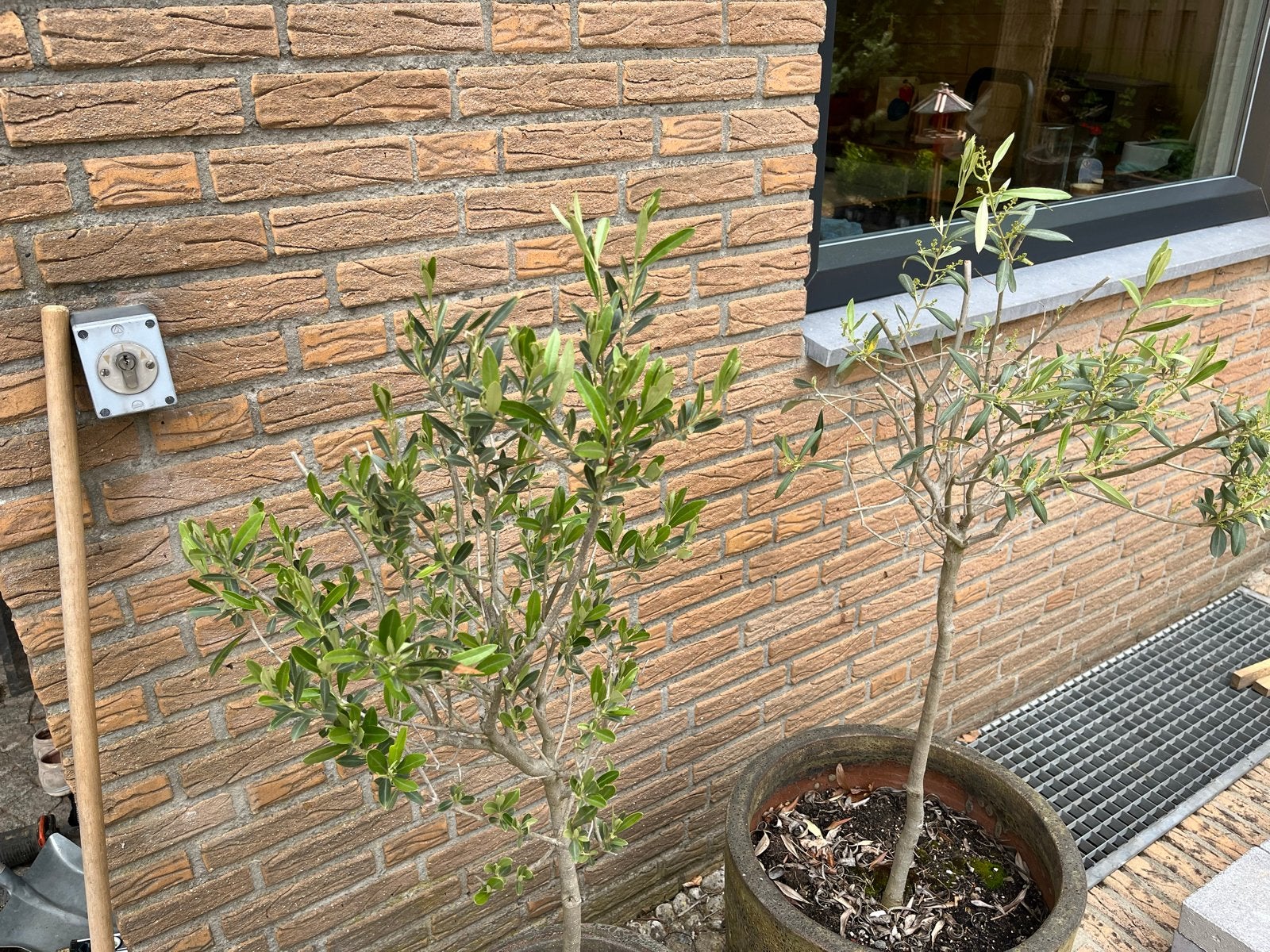 2 Olijfbomen in pot, Tuin en Terras, Lente, 100 tot 250 cm, Olijfboom, Ophalen