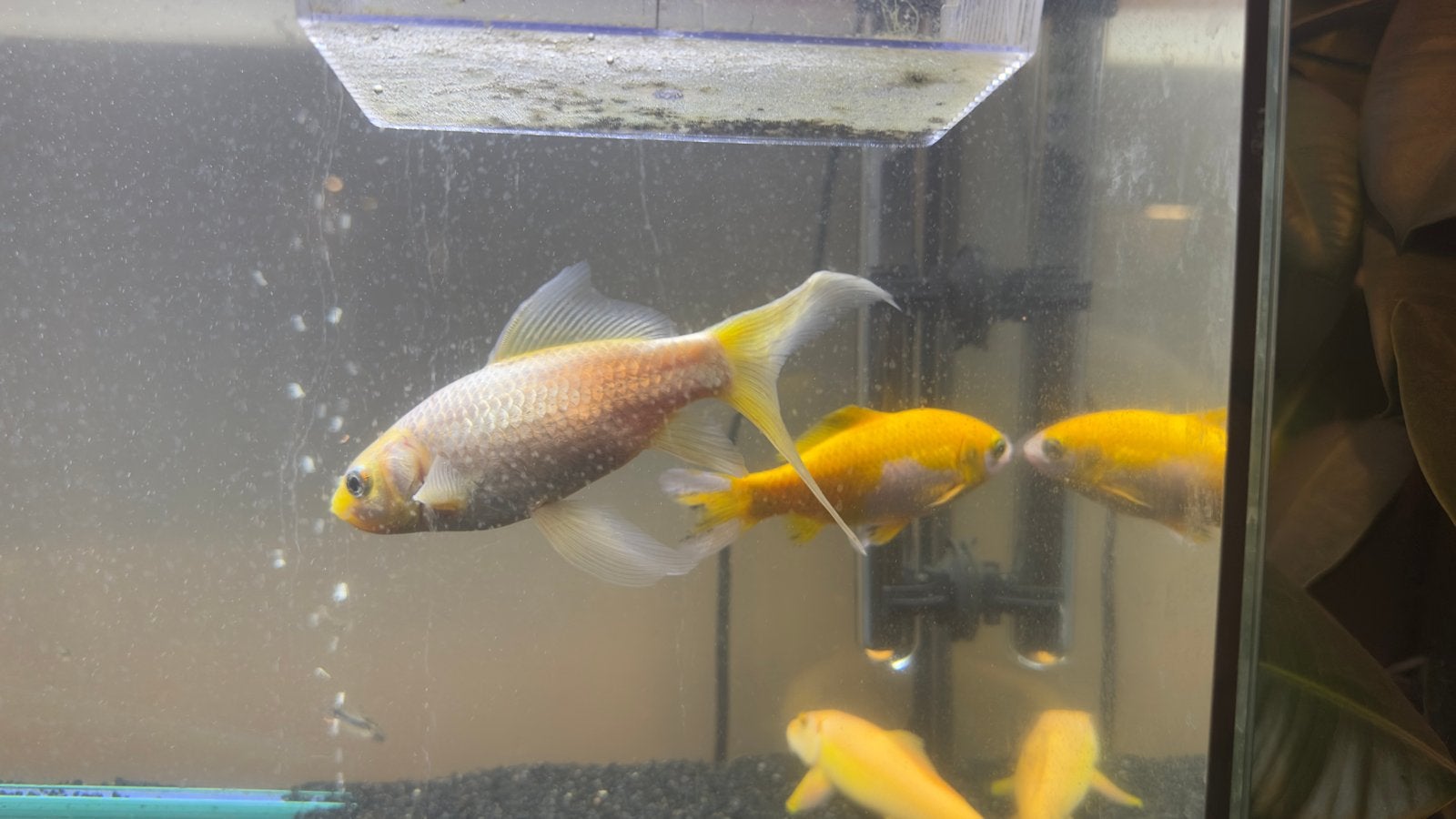 2 goudvissen, Vis, Zoetwatervis