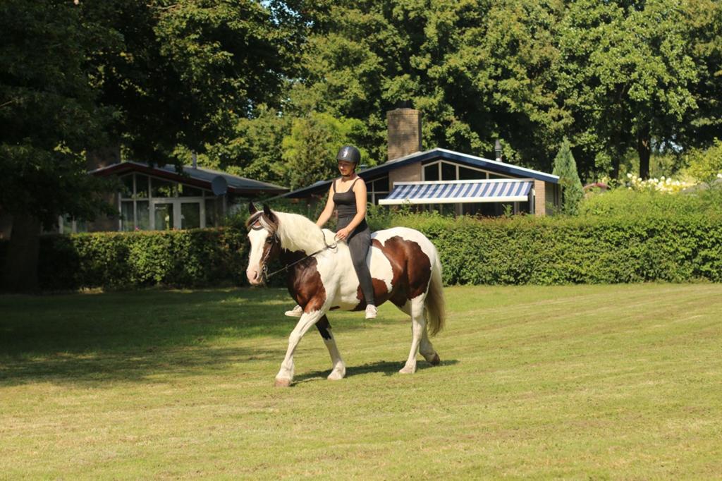 Tessa kruising ijslander- arabier- tinker, Dieren en Toebehoren, Zadelmak, Gechipt, 11 jaar of ouder, Recreatiepony
