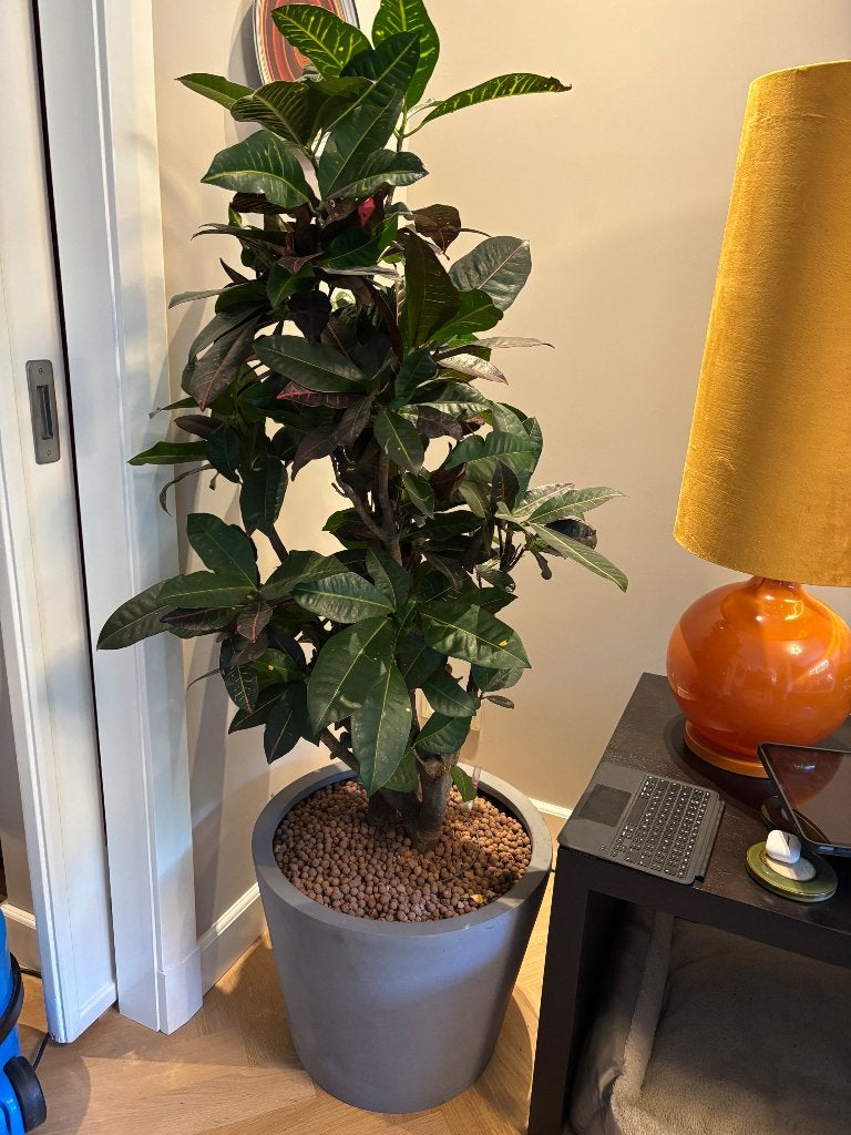 Plant hydrocultuur, Ophalen, Overige soorten, Halfschaduw, In pot