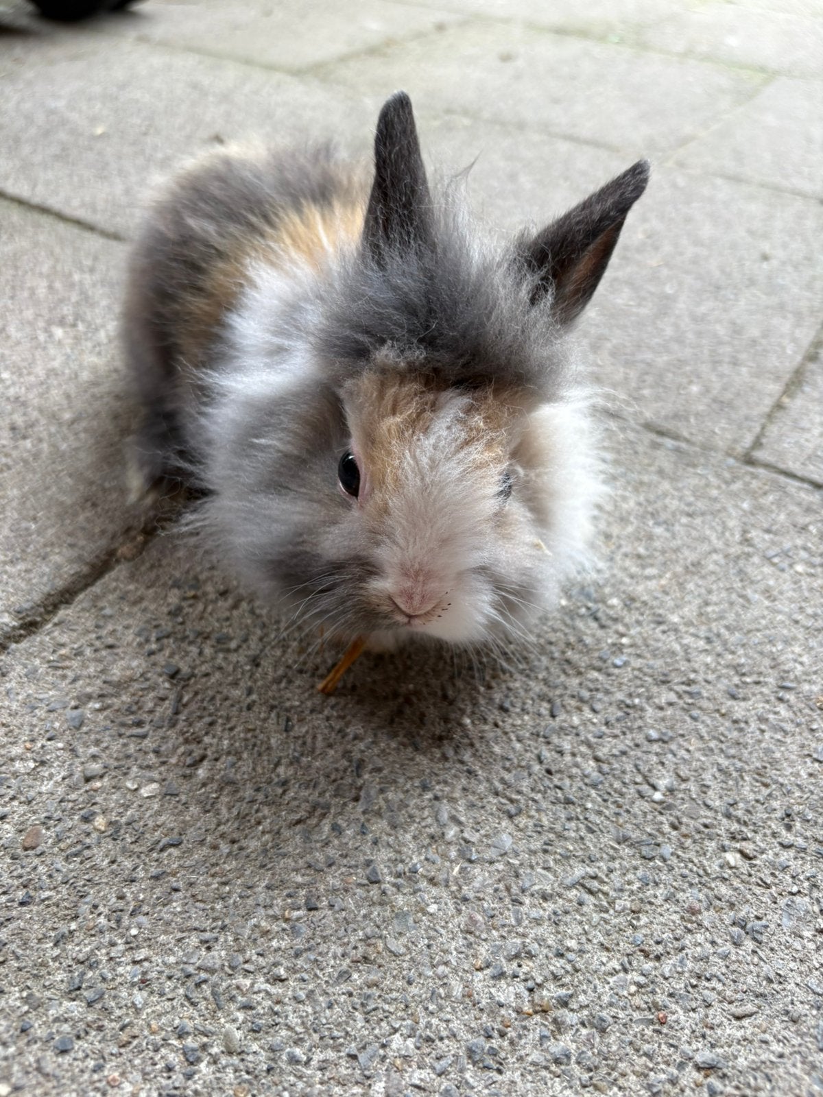 Dwergkonijntjes leeuwenkopjes, Dieren en Toebehoren, Konijnen, Meerdere dieren, Dwerg, 0 tot 2 jaar