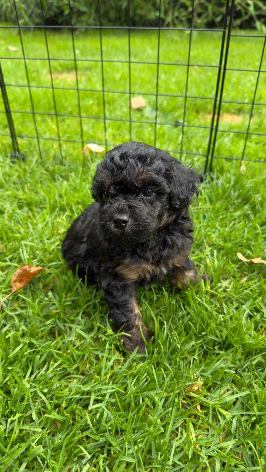 Maltipoo x boomer pups., Parvo, 8 tot 15 weken, Meerdere, Meerdere dieren