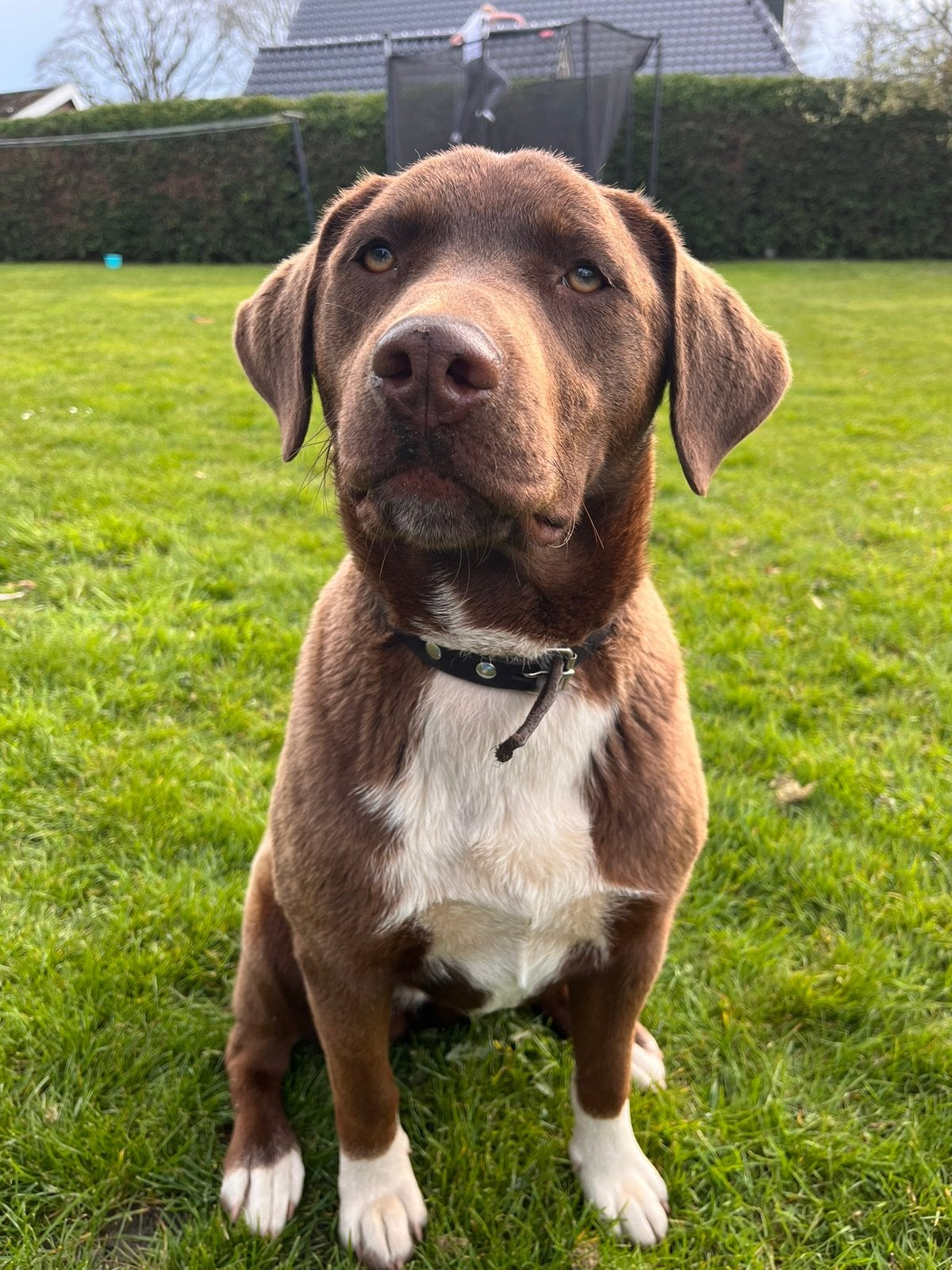 Rottweiler X labrador, Dieren en Toebehoren, Nederland, 1 tot 2 jaar, Teef, Eén hond