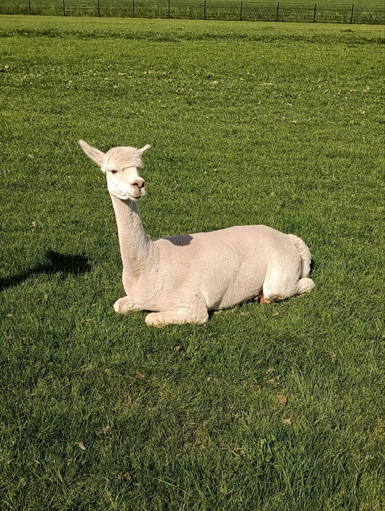 Alpaca merrie, Dieren en Toebehoren, Overige Dieren, Juli, Vrouwelijk