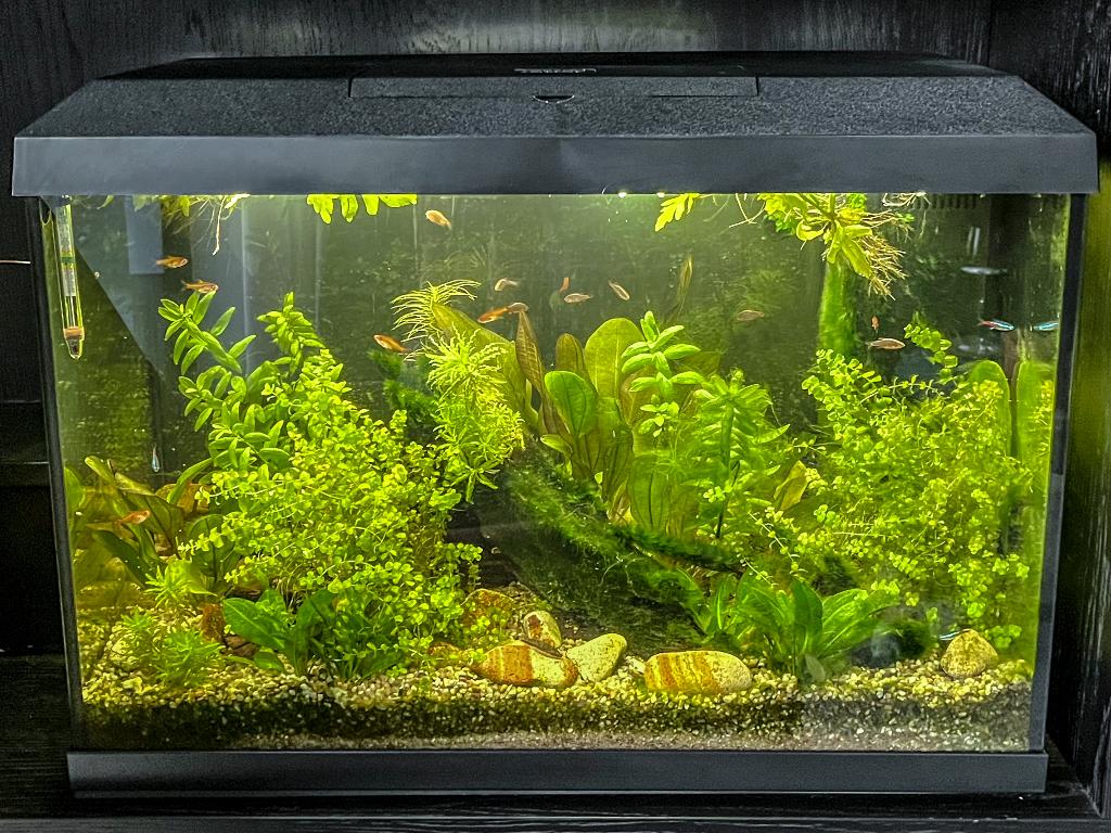 Juwel aquarium primo 70 compleet, Ophalen, Inclusief vissen, Juwel, Gevuld zoetwateraquarium