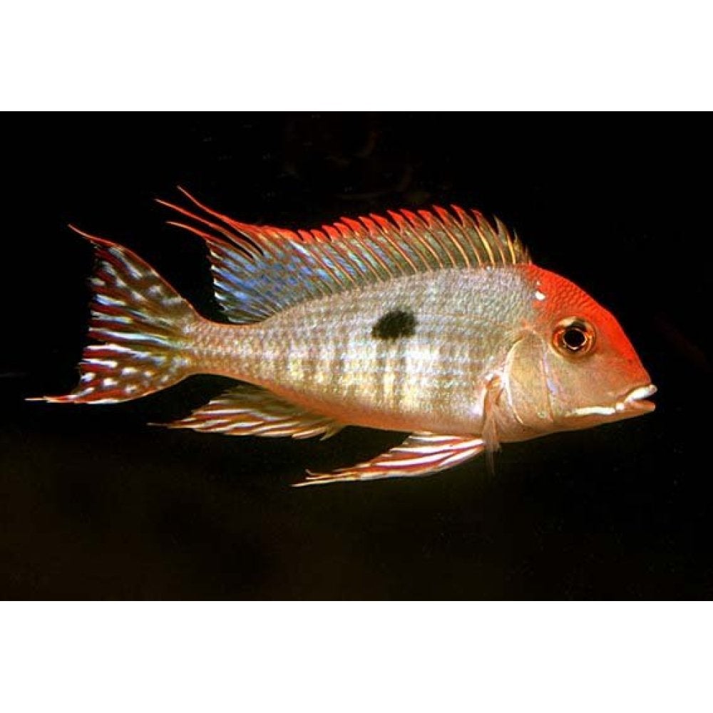 koppel tapajos zuid amerikaanse cichlide koppel 14cm te koop, Dieren en Toebehoren, Vis, Zoetwatervis