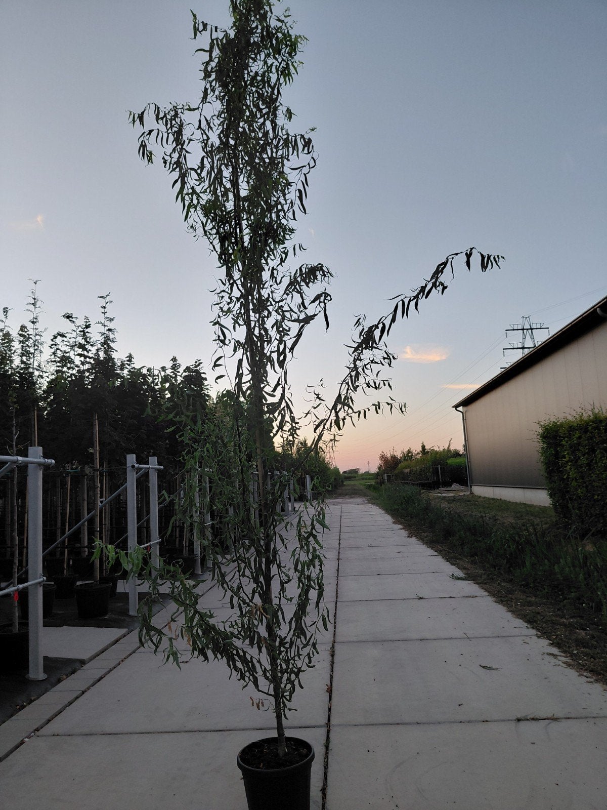 salix babolonysche turtuosa (kronkelwilg), Bloeit niet, 250 tot 400 cm, Zuilboom, Ophalen