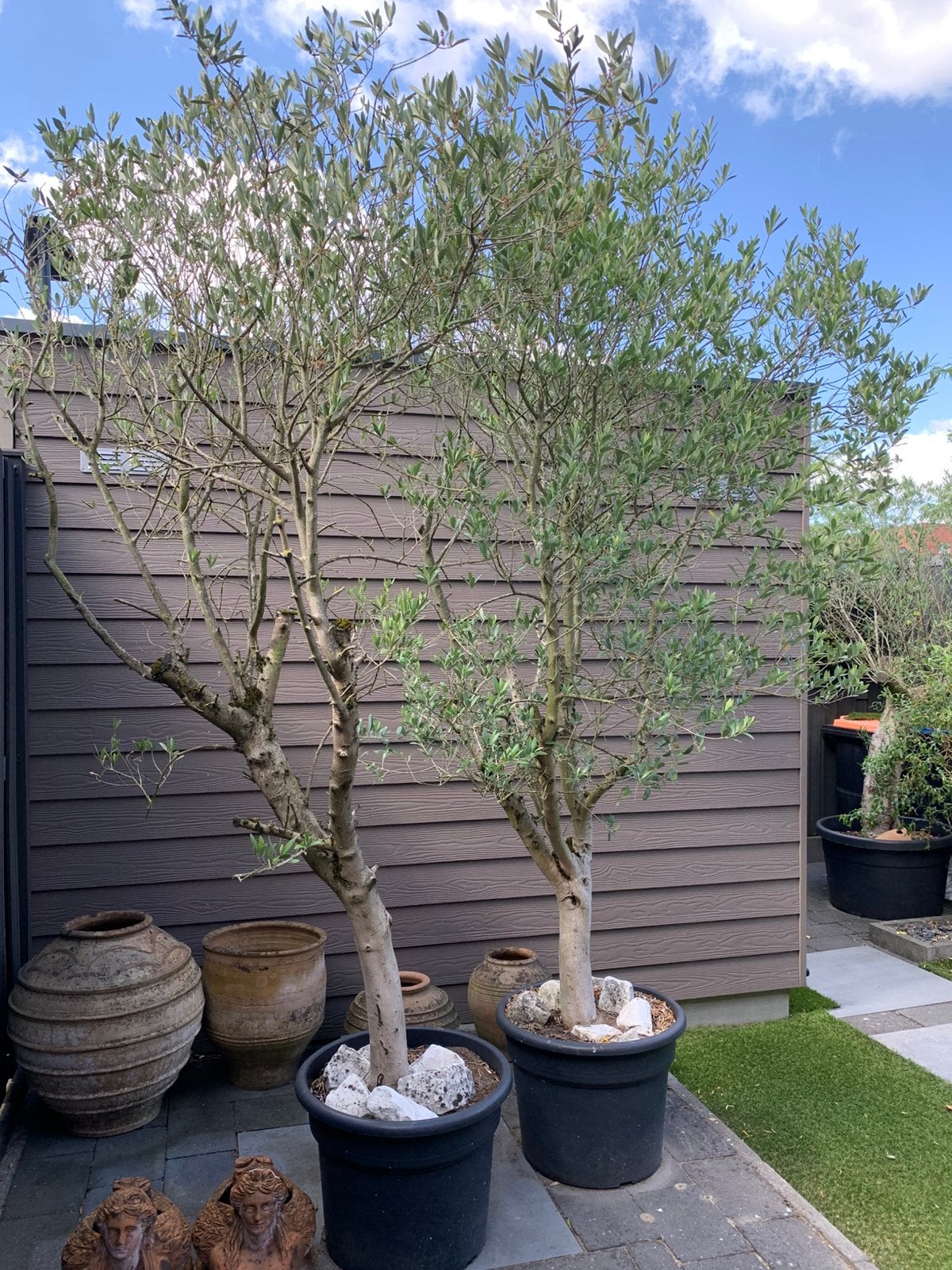 OLIJFBOMEN ca 100 jr - 2 stuks - vruchtdragend- in grote bak, Tuin en Terras, Planten | Bomen, Ophalen, Volle zon, Olijfboom, 100 tot 250 cm