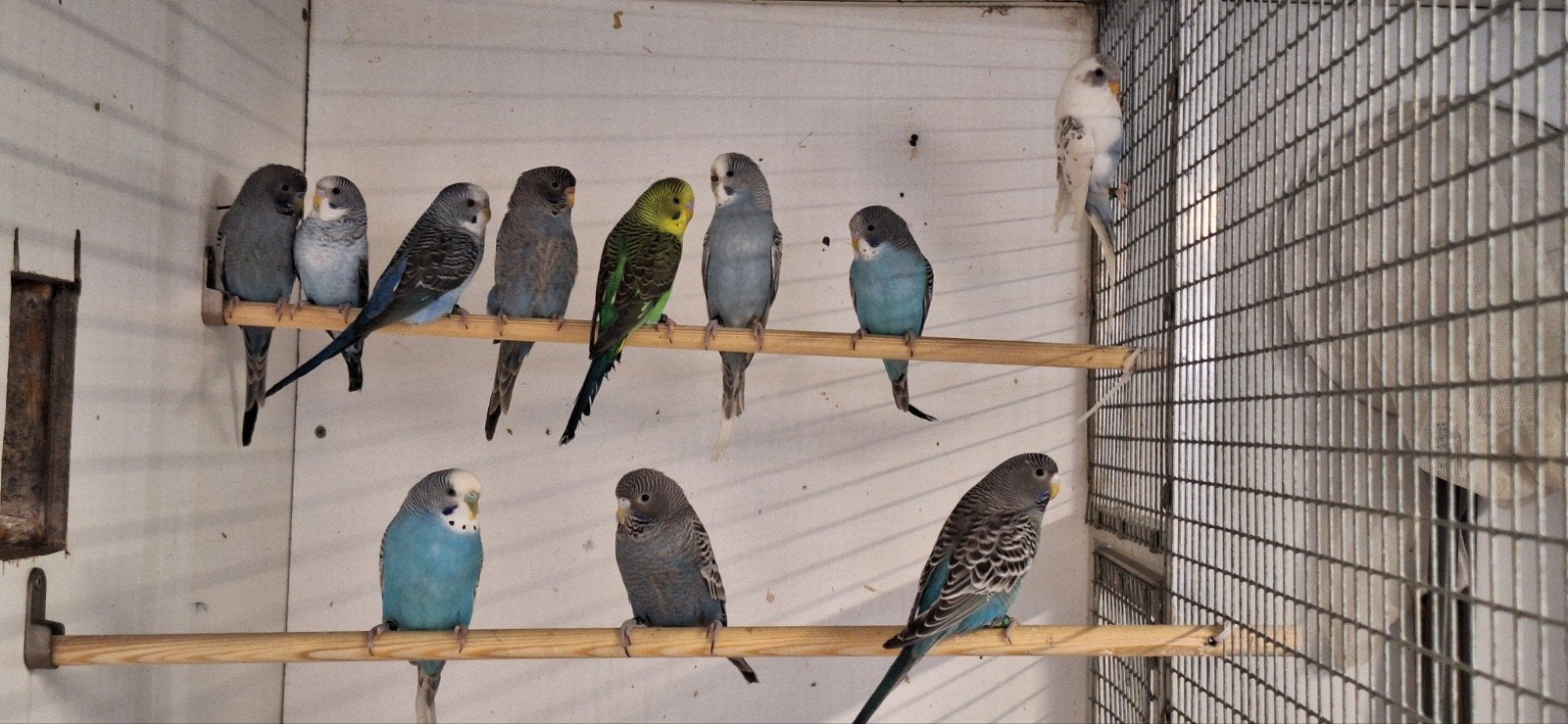 mooie blackface/blackwing/melanistic parkieten, Dieren en Toebehoren, Vogels | Parkieten en Papegaaien, Meerdere dieren, Parkiet