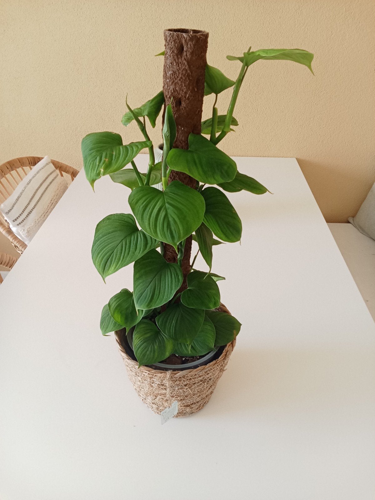 Zeldzame Philodendron Fibraecataphyllum, Ophalen, Overige soorten, Halfschaduw, In pot