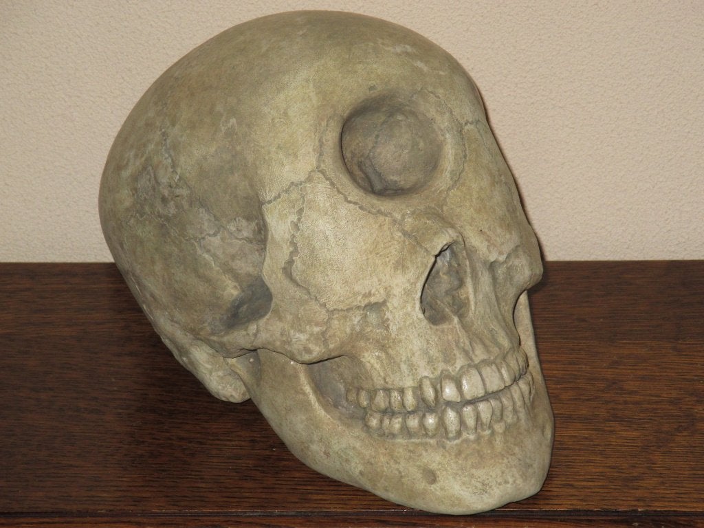 REPLICA Cycloop Schedel éénoog Skull realistisch HANDGEMAAKT, Ophalen of Verzenden