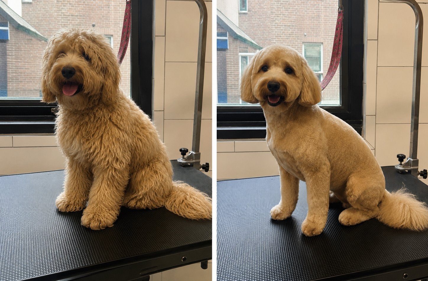 Labradoodle trimmen | Ervaren trimsalon