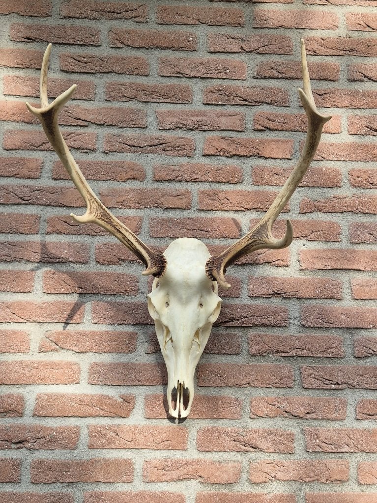 Compact edelhert gewei met kroon - lichte warme kleur g24, Ophalen, Zo goed als nieuw, Hert, Gewei of Kop