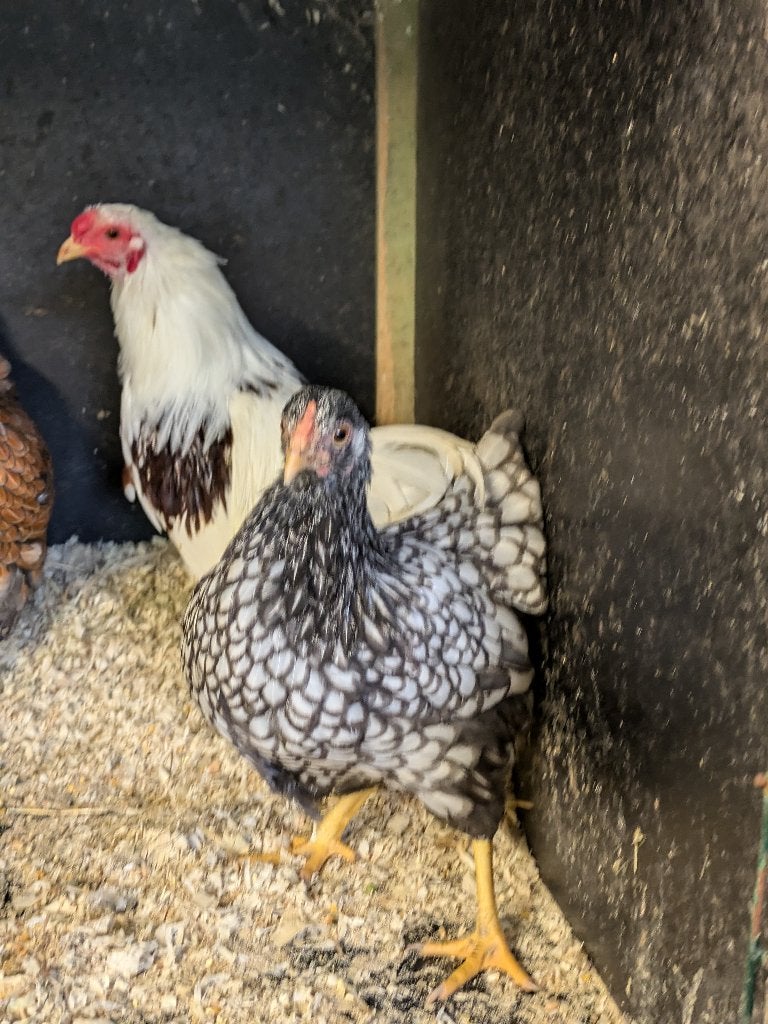 wyandotte kriel, Vrouwelijk, Kip