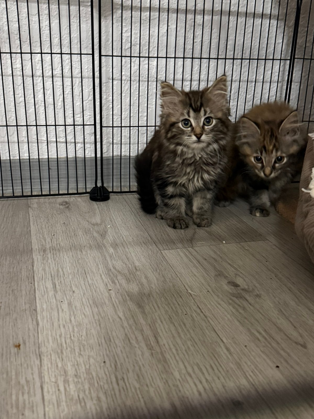 Ragdoll kittens mogen Verhuizen., Meerdere dieren, Gechipt, 0 tot 2 jaar