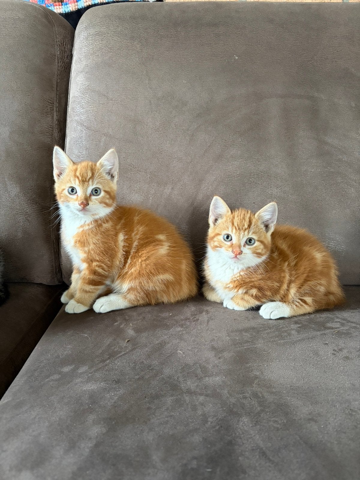 Nog een lief katertje te koop!, Meerdere dieren, Kortharig, 0 tot 2 jaar