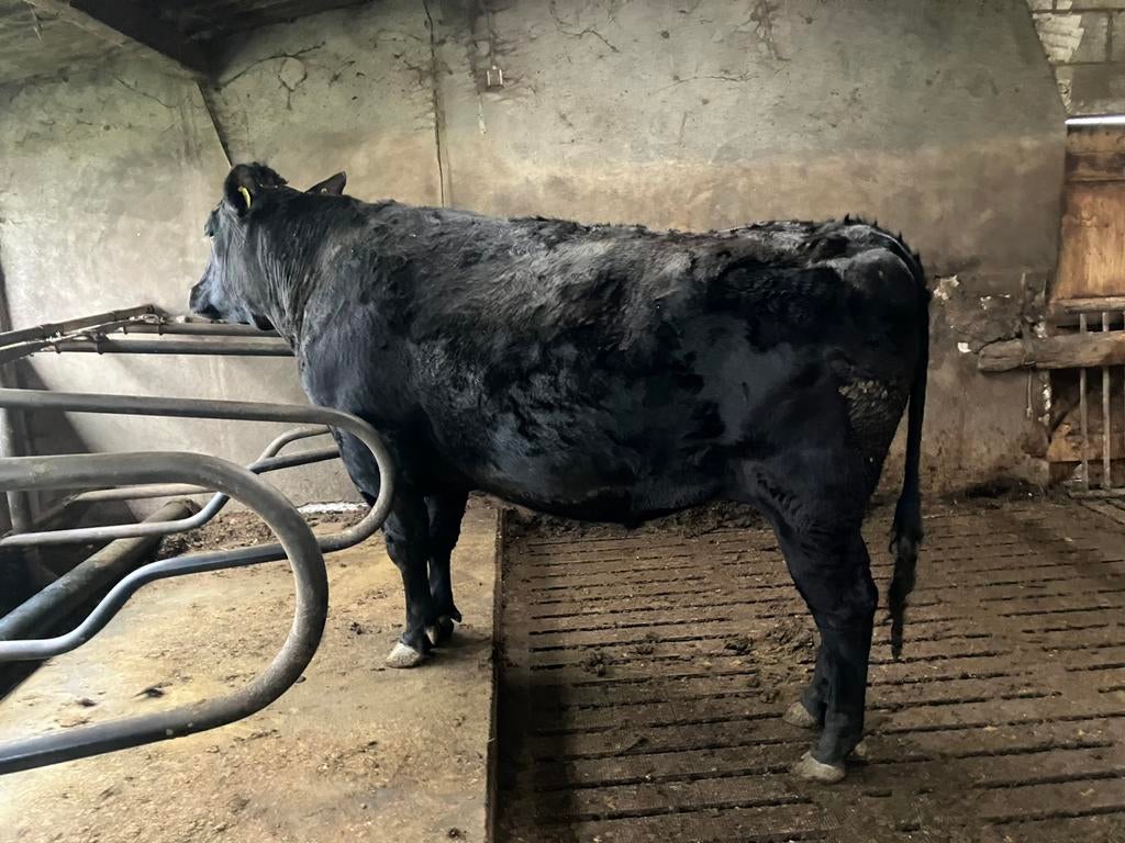 Wagyu  ossen vleesvee.   Ook  voor vleespakketten, Meerdere dieren