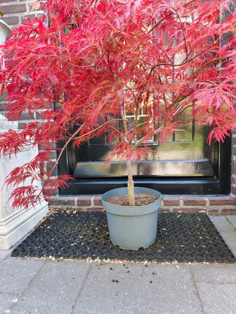 Acer Japanse Esdoorn, Tuin en Terras, Ophalen, Bloeit niet, Halfschaduw, Overige soorten