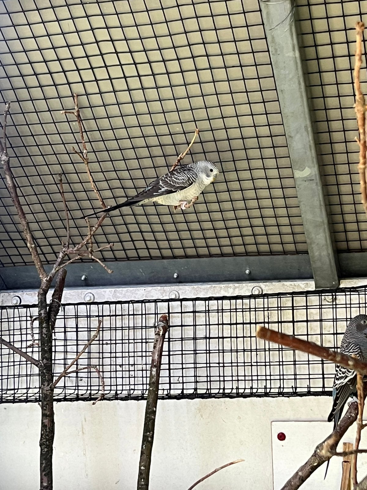 Jonge blackwing parkieten, Dieren en Toebehoren, Vogels | Kanaries, Meerdere dieren, Kleurkanarie