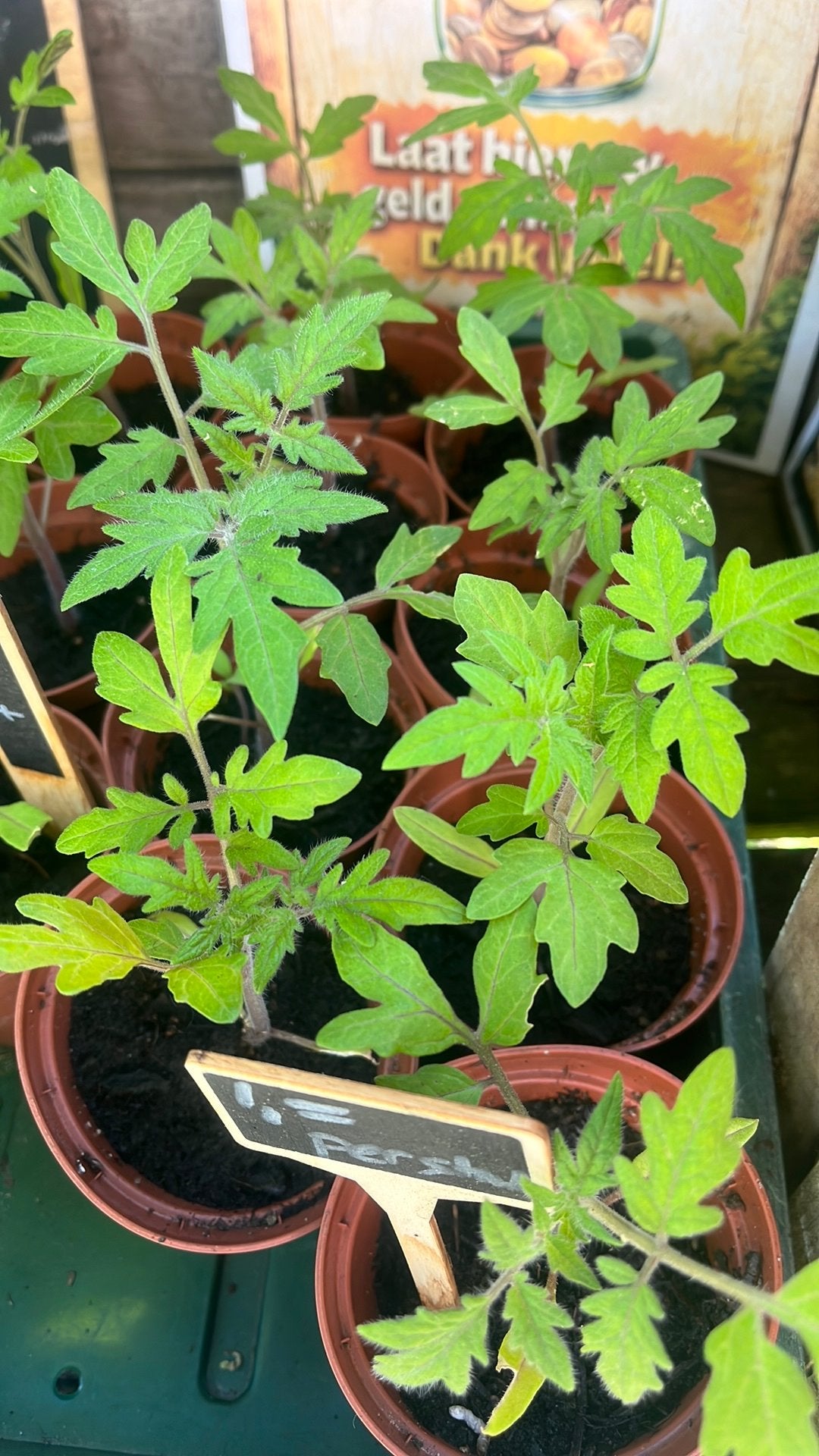 Tomatenplant, moneymaker Kweek je eigen heerlijke tomaten!, Ophalen, Volle zon, Eenjarig, Zomer