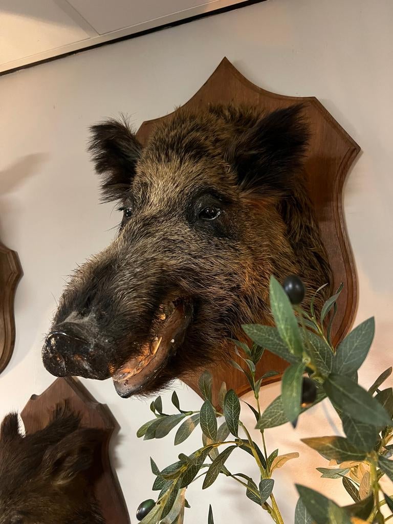 Everzwijn Taxidermie - Prachtige Wanddecoratie, Ophalen of Verzenden