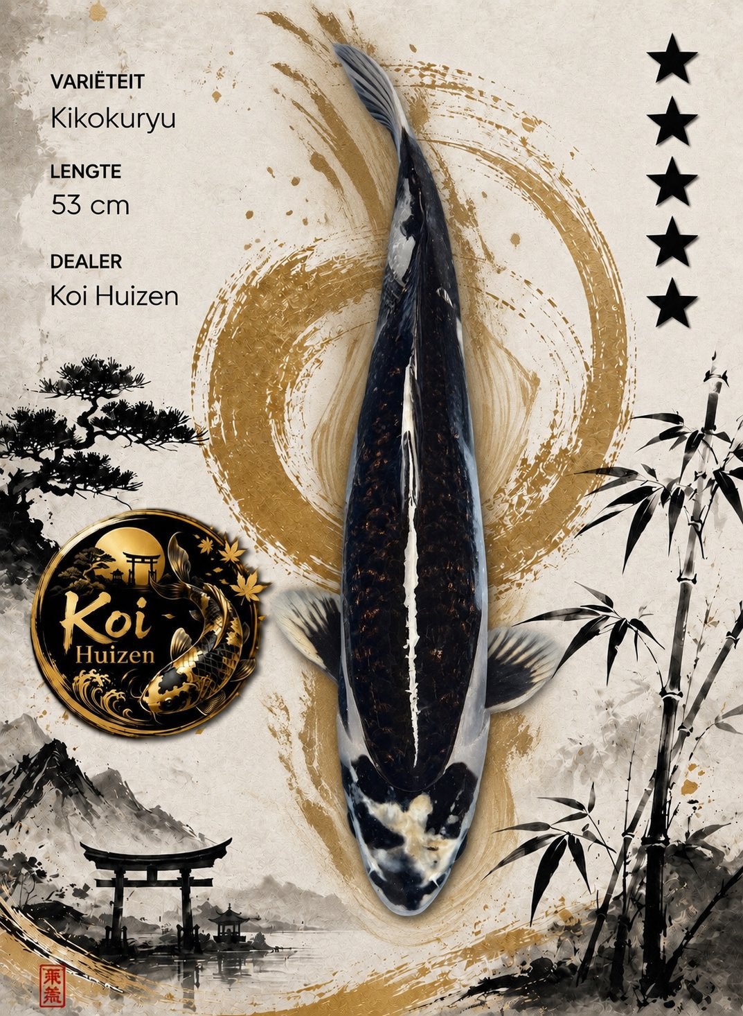 Kikokuryu koi 53cm, Karper of Koi