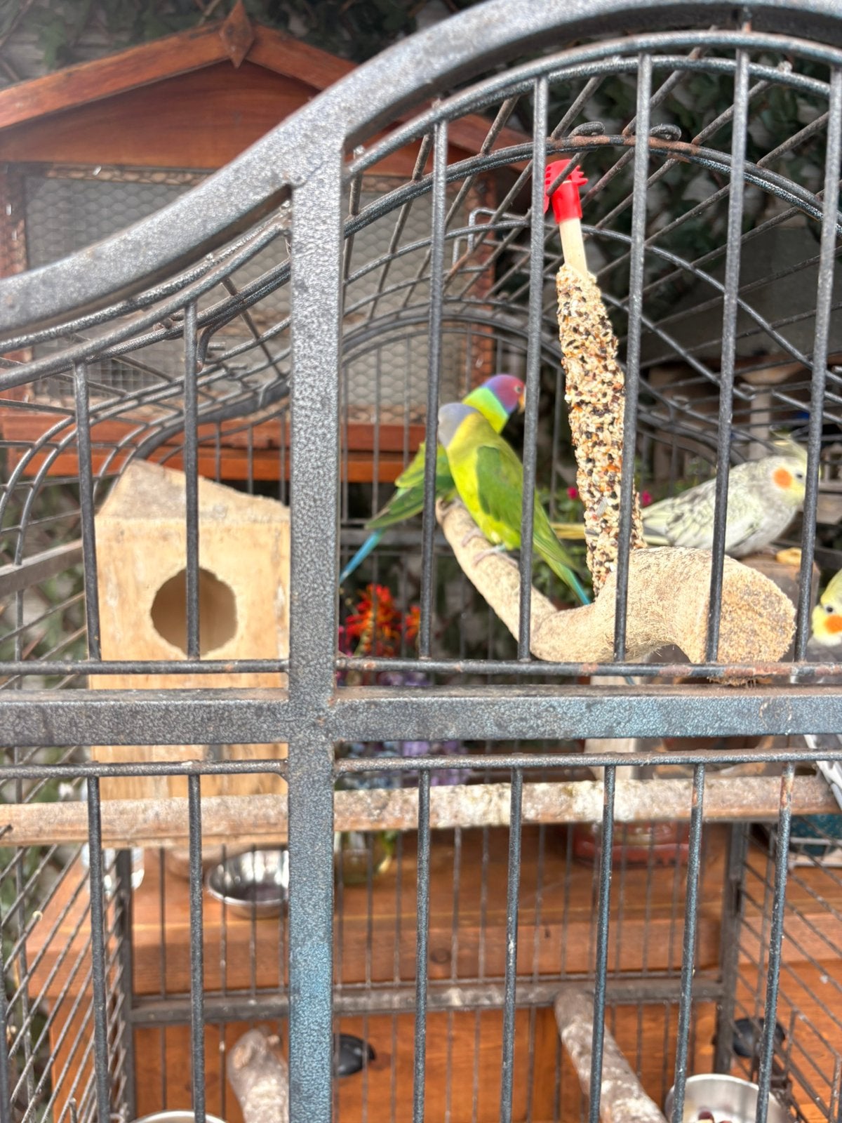 2 mooie koppels pruimkopparkiet en kuifparkiet, Meerdere dieren, Parkiet