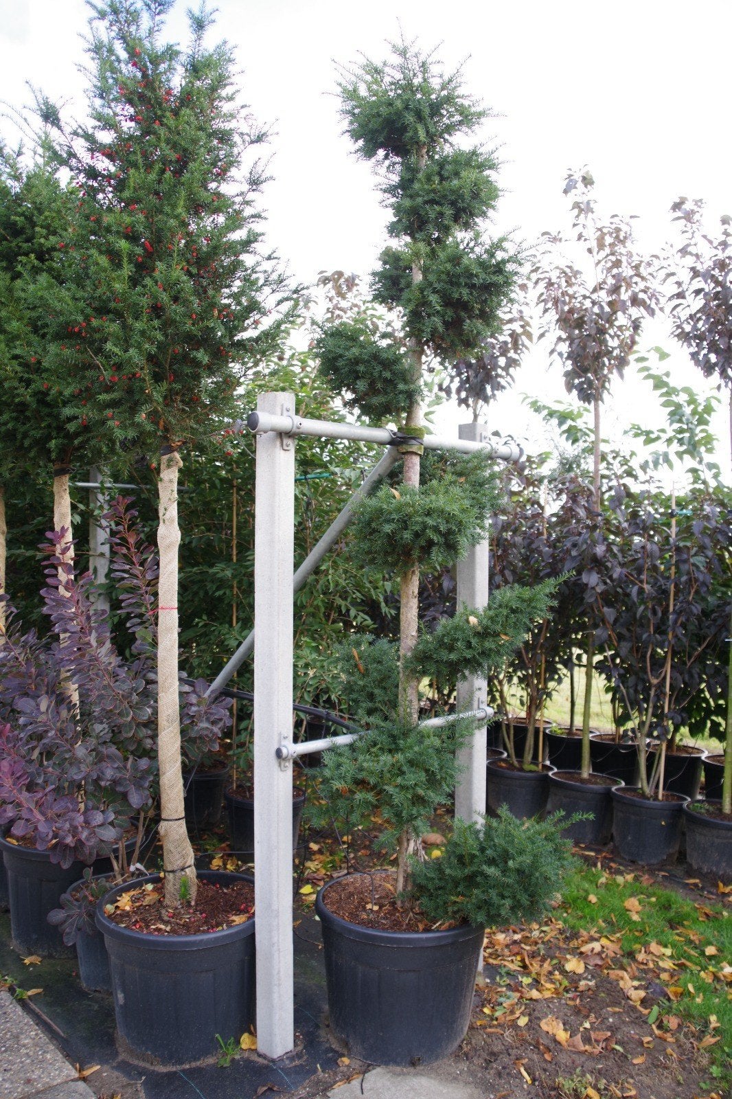 vormbomen taxus baccata bonsai vormsnoei, Overige soorten, Zomer, Ophalen, Volle zon