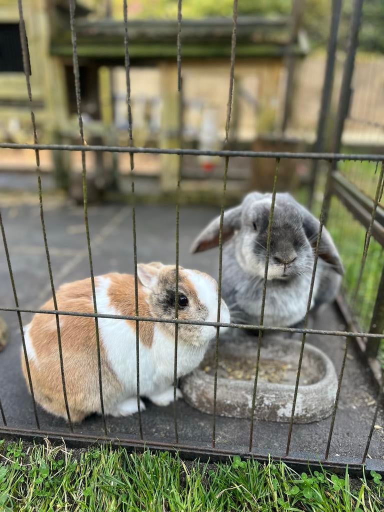 Konijnenkoppel te koop, Dieren en Toebehoren, Konijnen, Meerdere dieren, Middelgroot, Hangoor, 3 tot 5 jaar