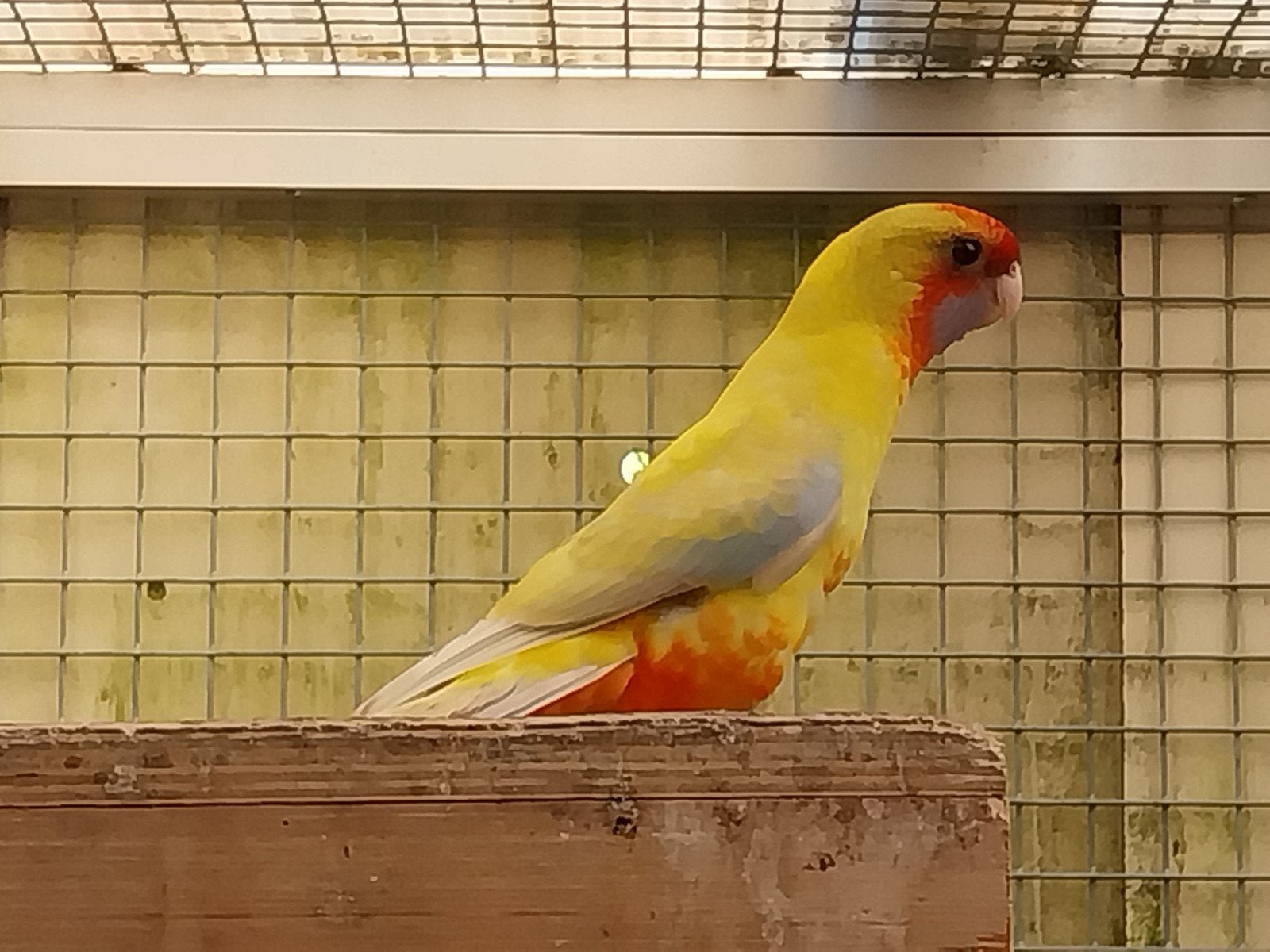 Te koop mooie penanten rosella's, Dieren en Toebehoren, Meerdere dieren, Parkiet, Geringd