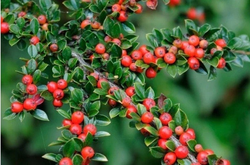 Vlakke Dwergmispel (Cotoneaster horizontalis), Tuin en Terras, Ophalen, Bodembedekkers, Volle zon, Vaste plant
