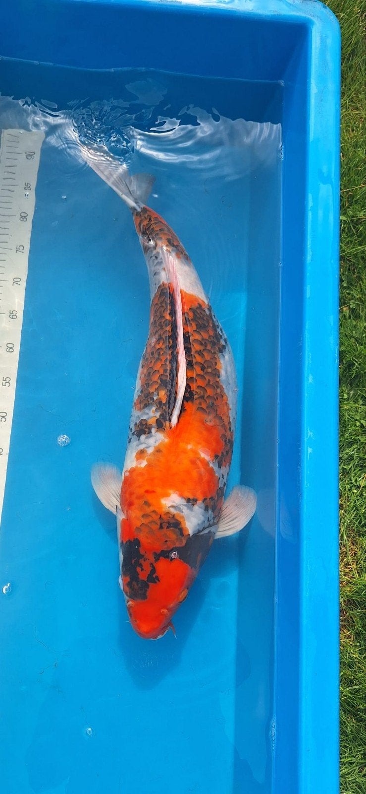 Koi Ueno Showa 68 cm, Dieren en Toebehoren, Vissen | Aquariumvissen, Vis