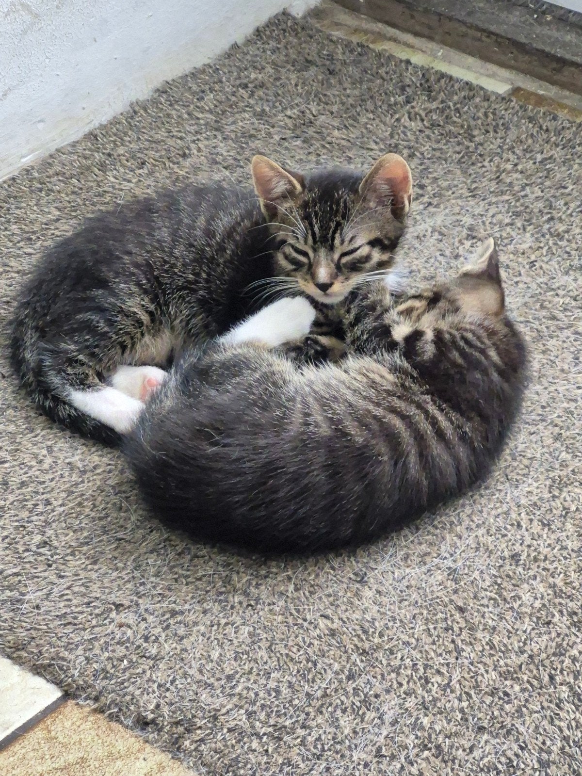 Kittens ( 2 katers) zoeken hun eigen plekje, Kater, Kortharig, 0 tot 2 jaar