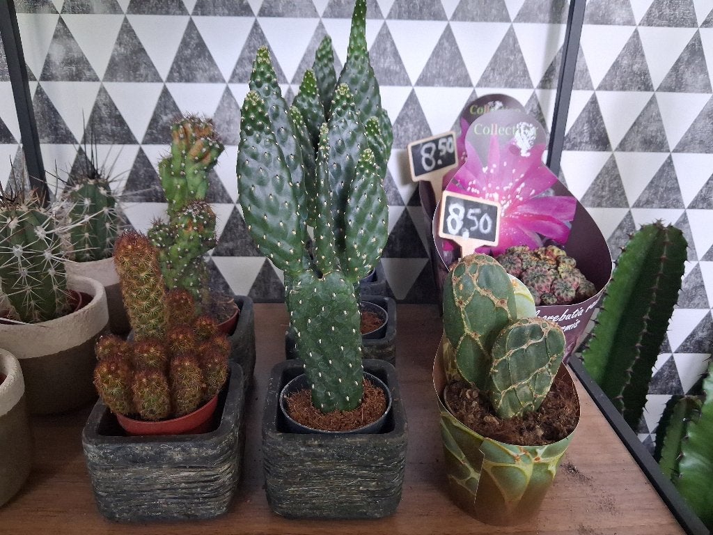 Kleine speciale Cactussen H: 16-25 cm. Ø 7 cm. 3 voor € 10,-, Ophalen, Cactus, Minder dan 100 cm, Volle zon