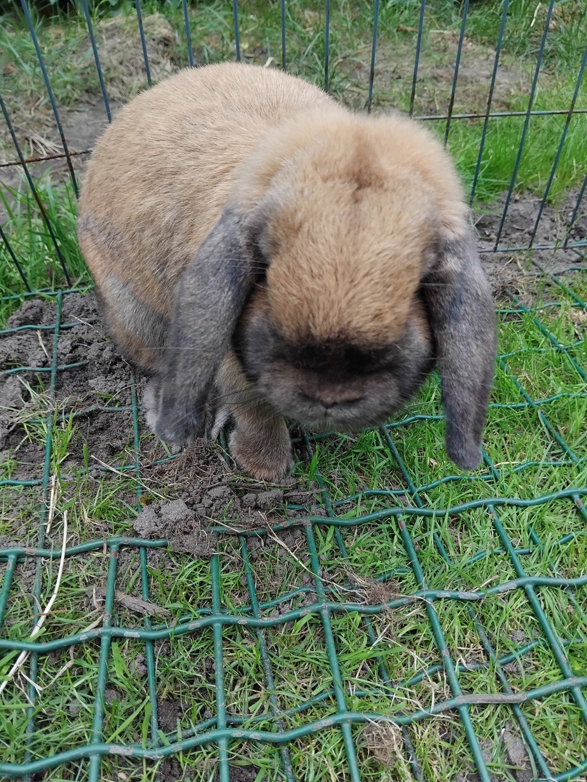 Lief nhd konijn zoek goed huisje! ingeënt., Vrouwelijk, Dwerg, Hangoor, 0 tot 2 jaar
