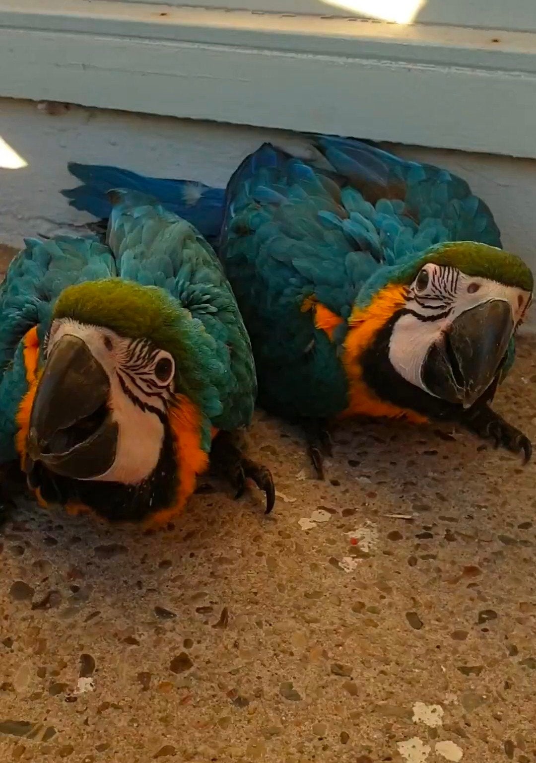 blauw gele ara, Dieren en Toebehoren, Meerdere dieren, Papegaai