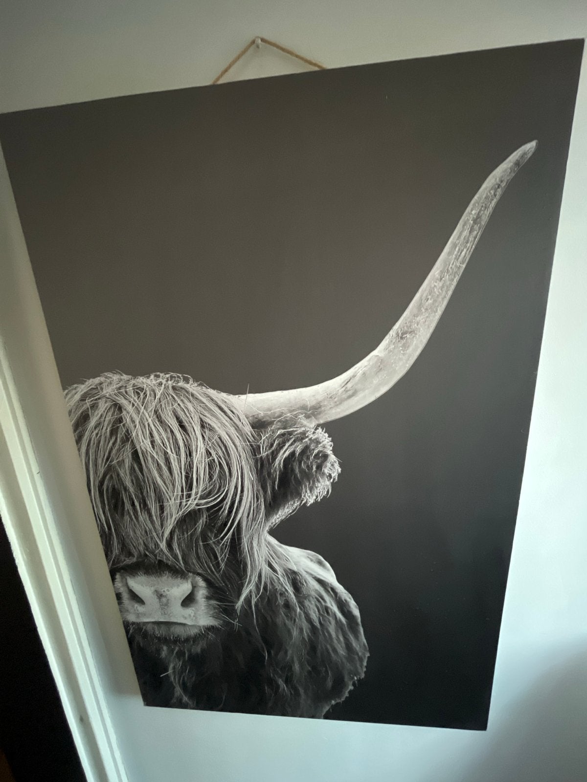 Schilderij Schotse Hooglander - Zwart-wit 75 x 115, Hout, Ophalen of Verzenden, Dieren, Print