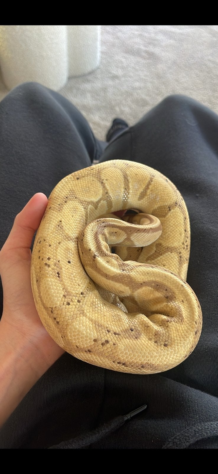 Banna morph konings python (python regius) Ball Python photo 5