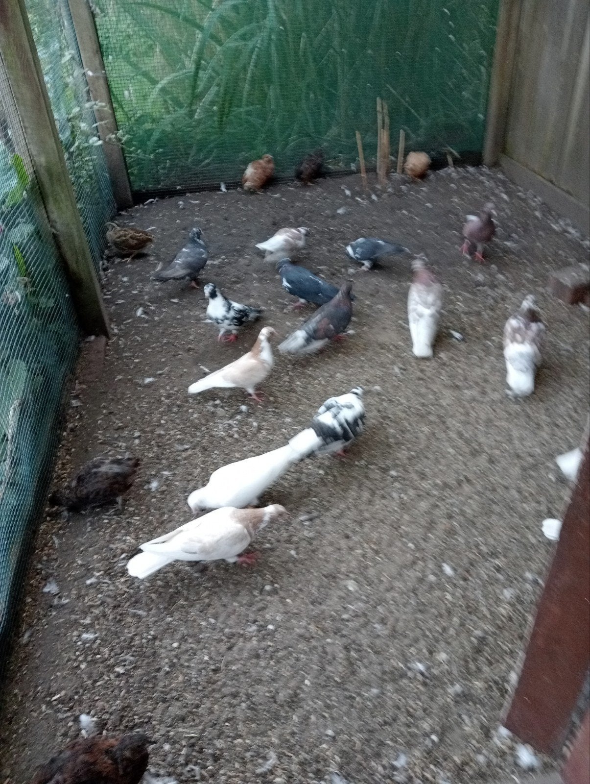 kumrus, Dieren en Toebehoren, Meerdere dieren, Postduif