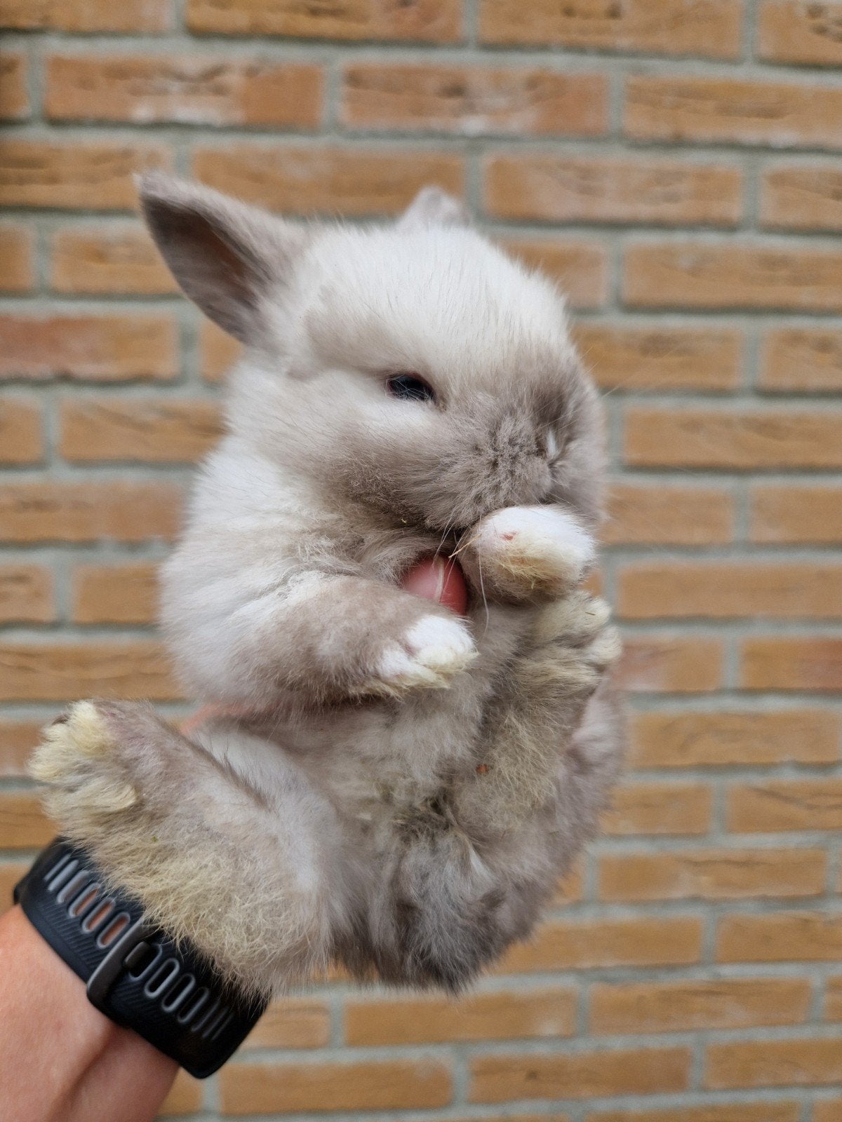 1 minilop baby konijn - ram met wit neusje, Mannelijk, Dwerg, Hangoor, 0 tot 2 jaar