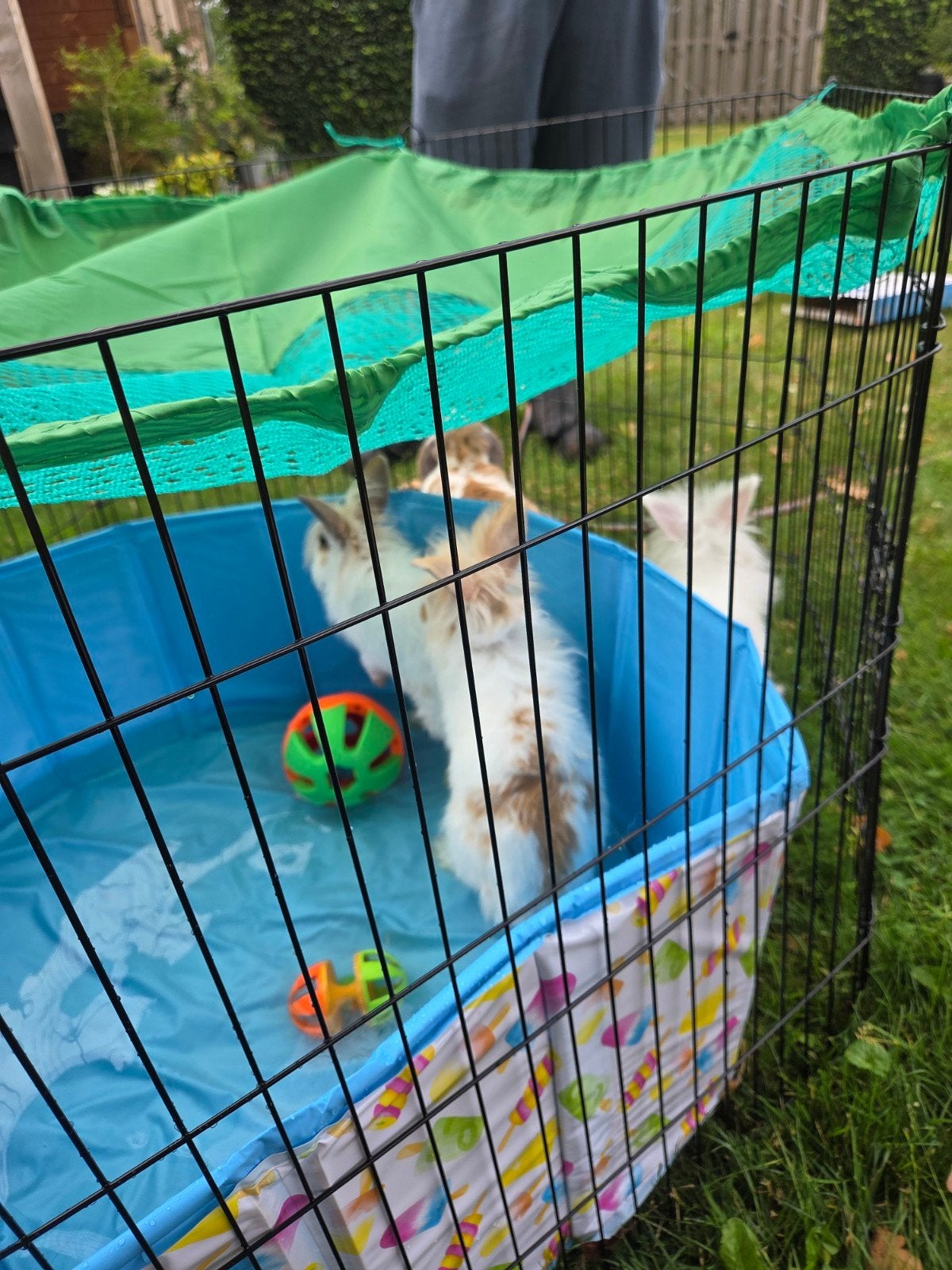 3 mooie dwergkonijntjes te koop, Dieren en Toebehoren, Geslacht onbekend, Middelgroot, 0 tot 2 jaar