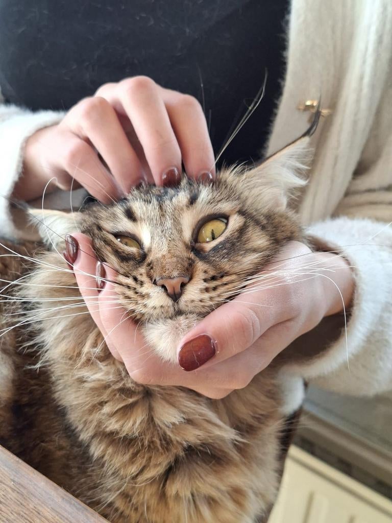 Mag nu weg. Mooi black tabby ticked poes met stamboom, Dieren en Toebehoren, Katten en Kittens | Raskatten | Langhaar, Poes, Met stamboom