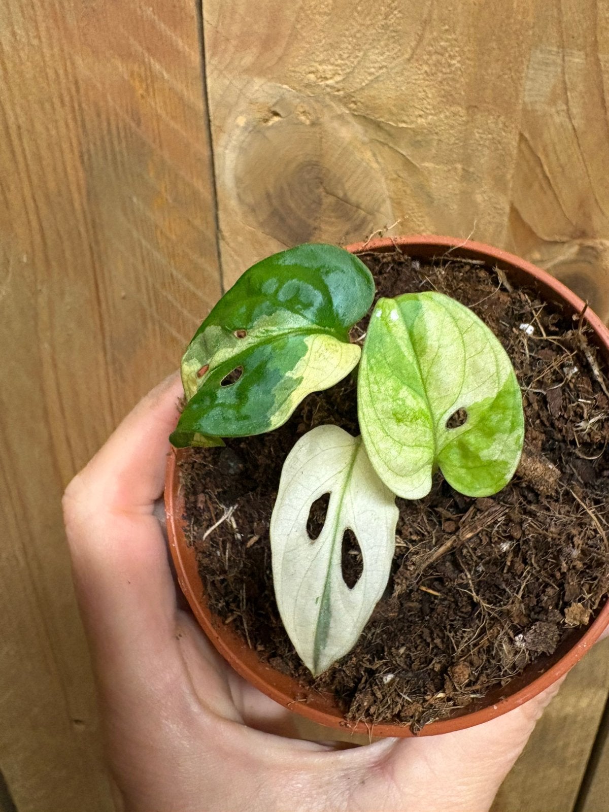 Monstera adansonii variegata plant monkeymask albo mint wit, Huis en Inrichting, Ophalen of Verzenden, Halfschaduw, Minder dan 100 cm