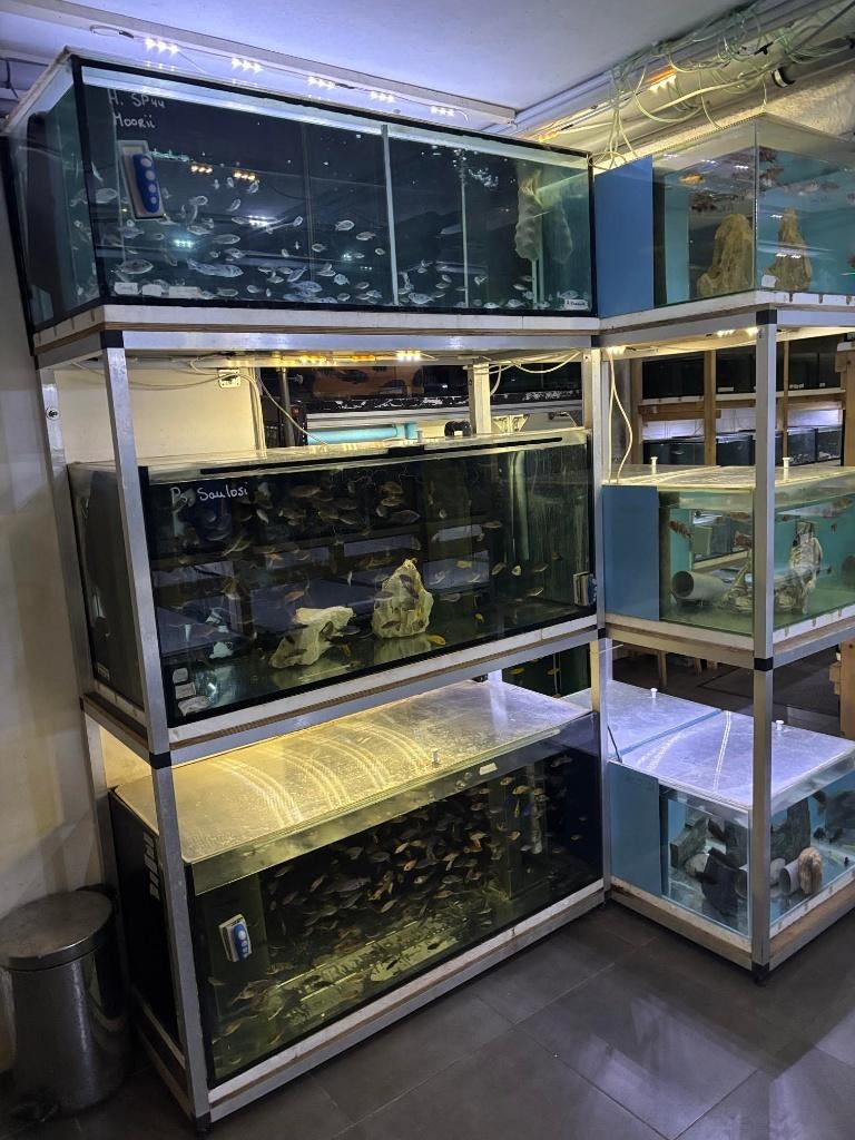 Kweekstelling kweekblok aquarium siervissen cichliden 1400L., Dieren en Toebehoren, Vissen | Aquaria en Toebehoren, Ophalen, Gebruikt