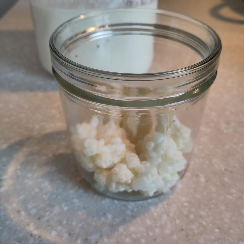 50 gr melk kefir korrels voor 1-2 L kefir +starter en recept, Ophalen of Verzenden